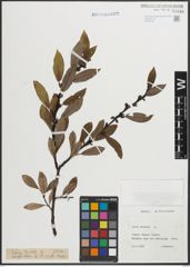 Foto von Salix hastata L.